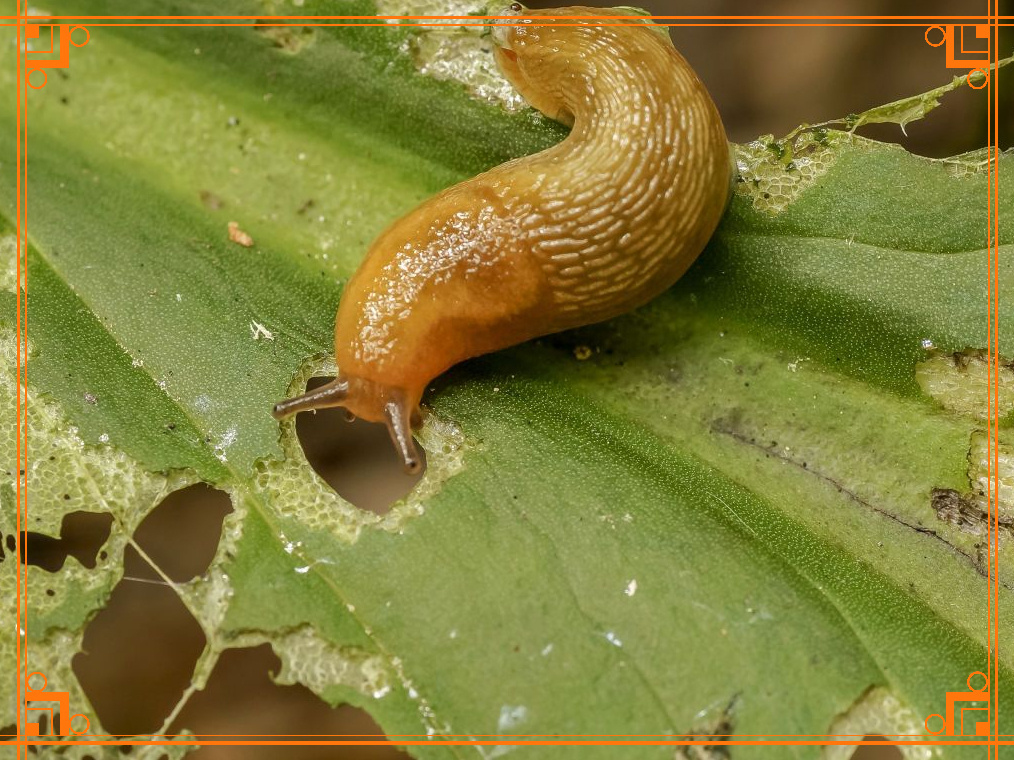 Фото из Интернета. как бороться со слизнями