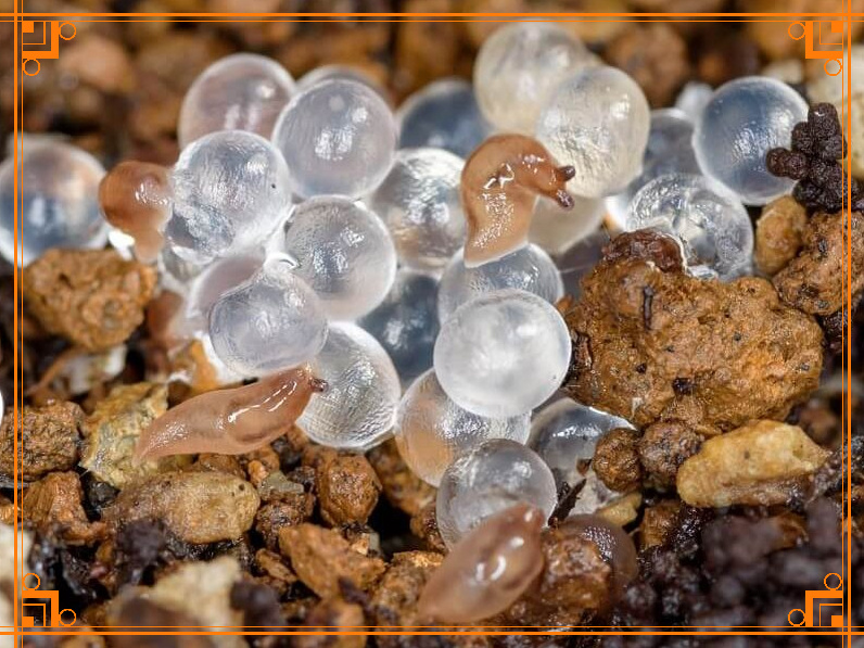 Фото из интернета. борьба со слизнями, яйца слизней