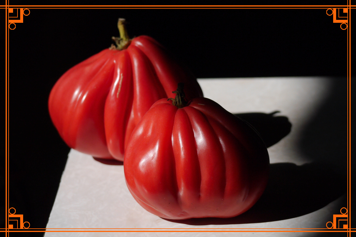 Фото из интернета. самые сладкие томаты для теплицы