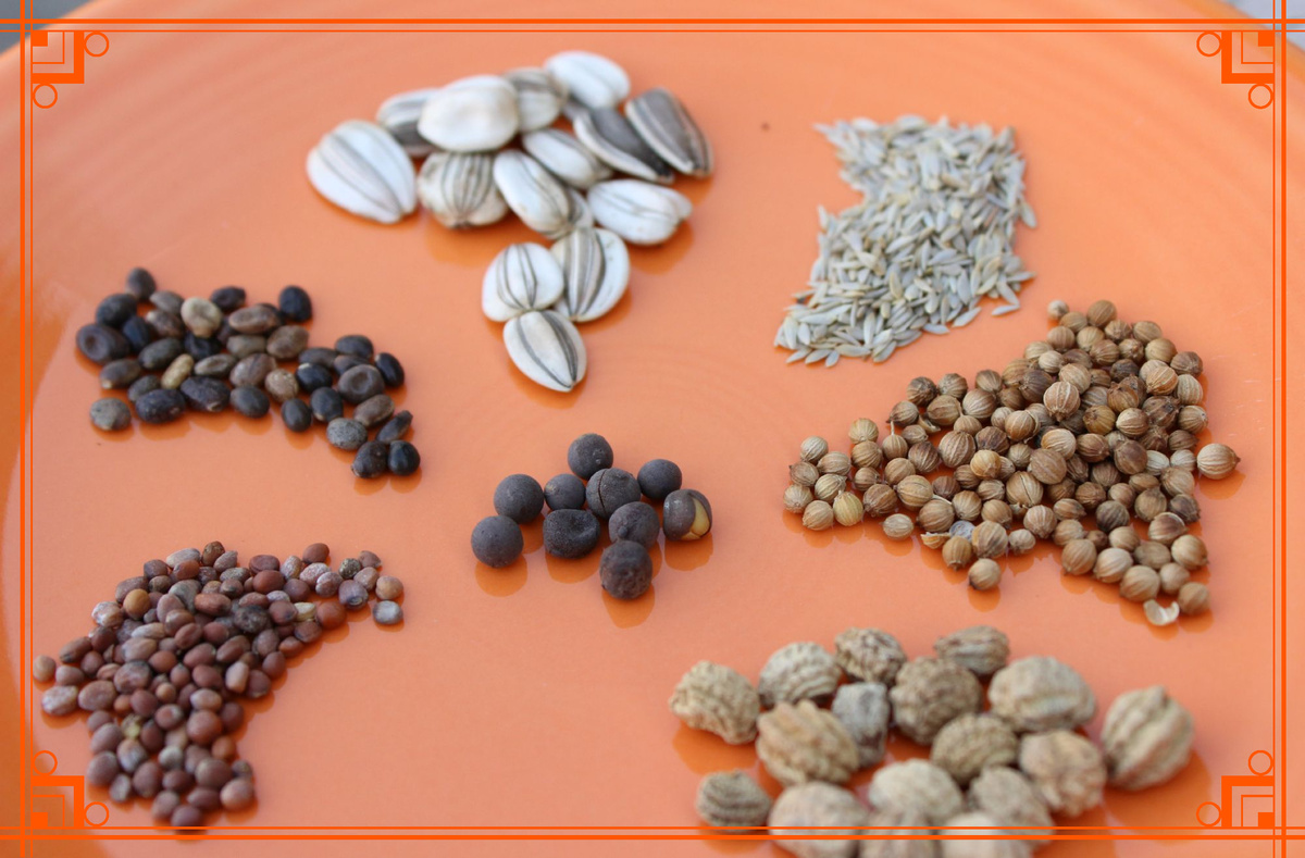 Фото из интернета. Сколько хранятся семена 