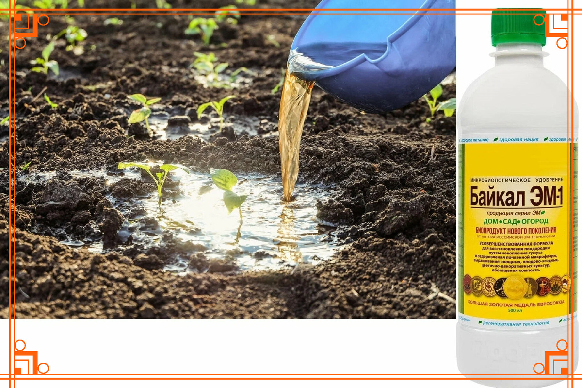 Фото из Интернета. байкал эм 1 применение и описание