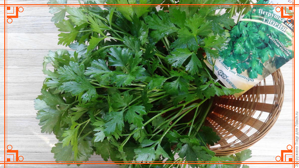 Фото из интернета. Петрушка сорта глория