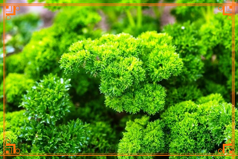 Фото из Интернета. Сорт петрушки супер петра