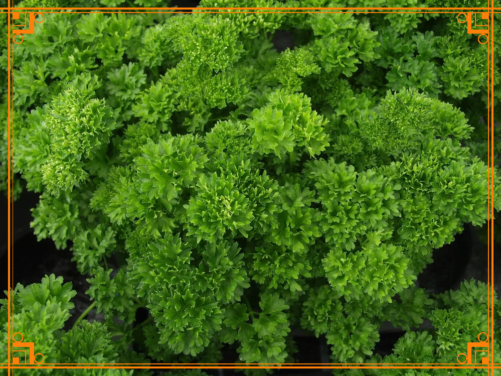 Фото из Интернета. Как выглядит петрушка астра