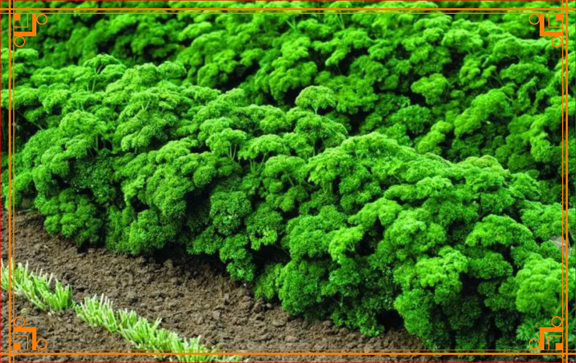 Фото из Интернета. Как вырастить петрушку на гшрядке, на подоконнике