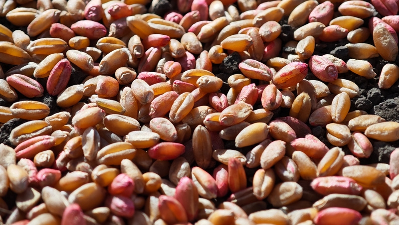    Основная зерновая культура в Предгорье - пшеница Фото: Дмитрий Ахмадуллин / / ИА «Победа26»