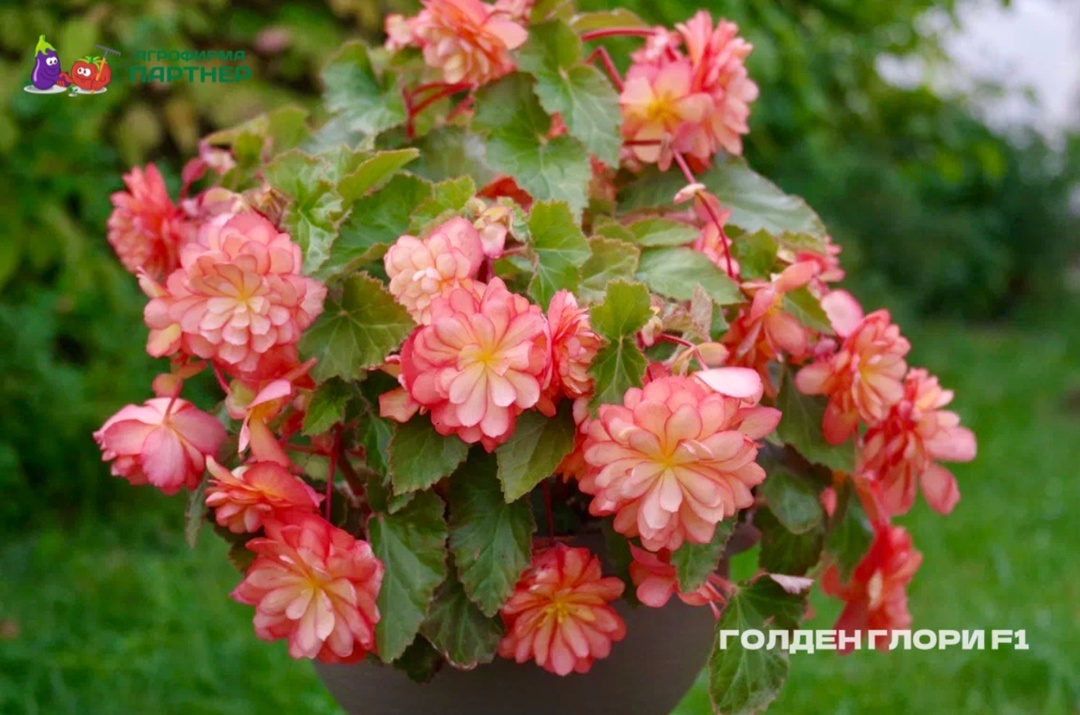 Создать карусель