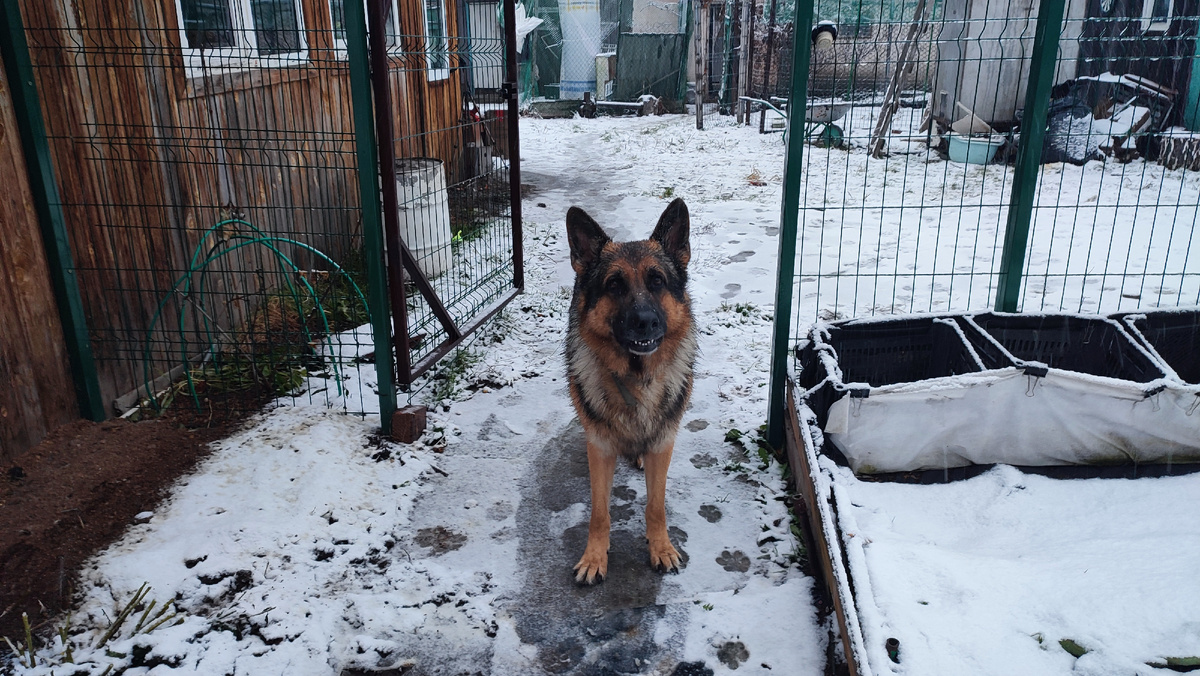 Бос улыбается 