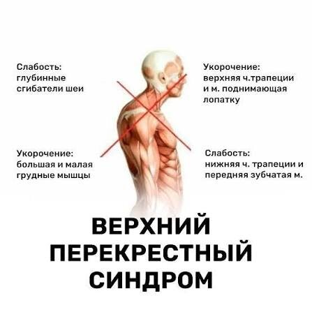 Все мышцы взаимосвязаны!