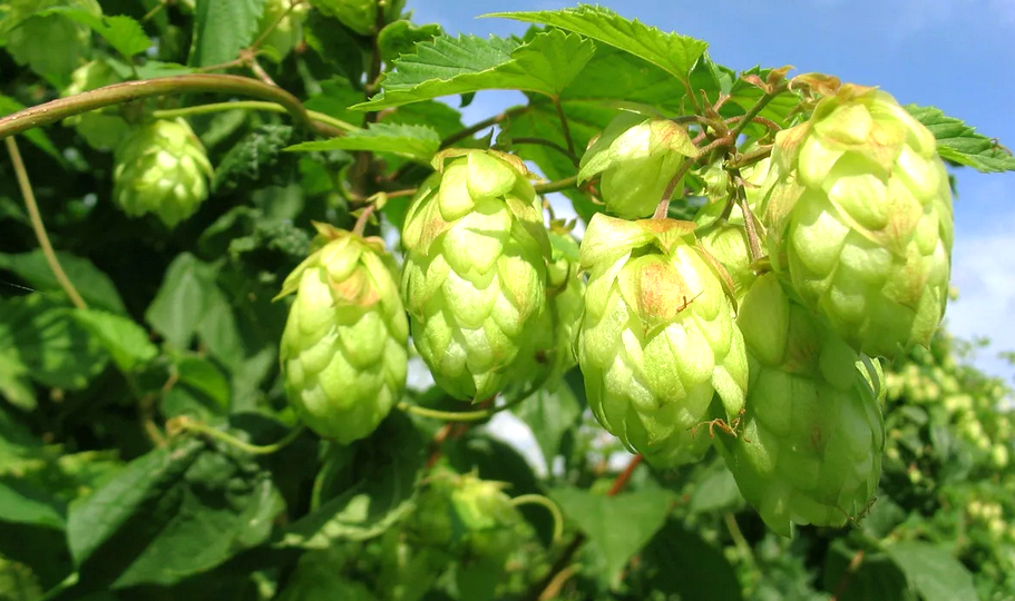 Хмель обыкновенный