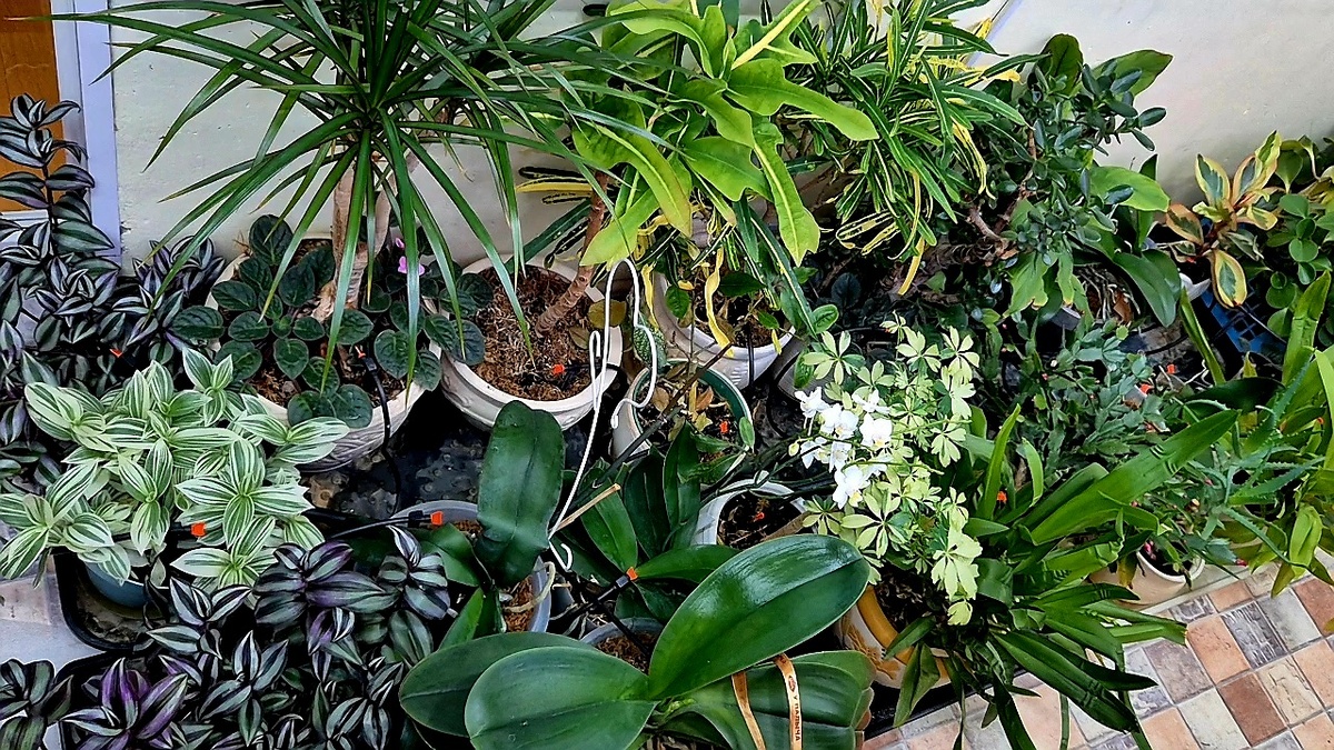 Цветы на лоджии.