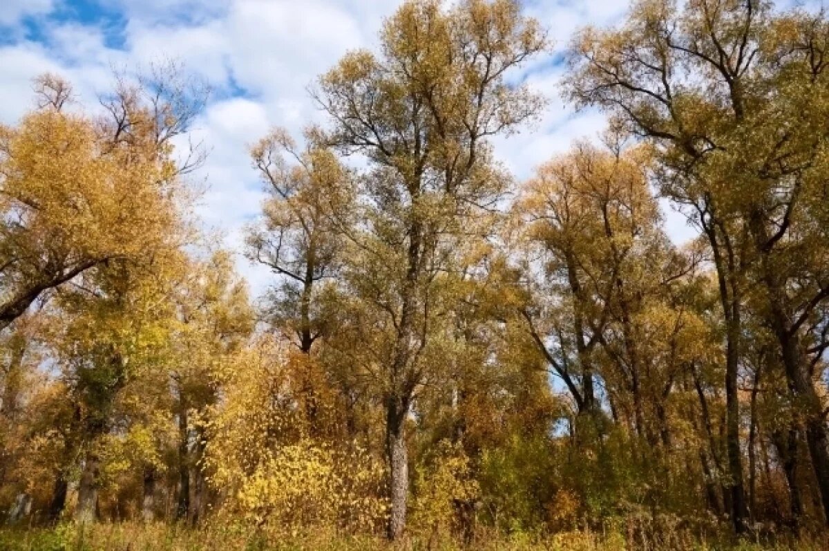    Чистить территорию для будущего парка «Усть-Тула» начали в Новосибирске