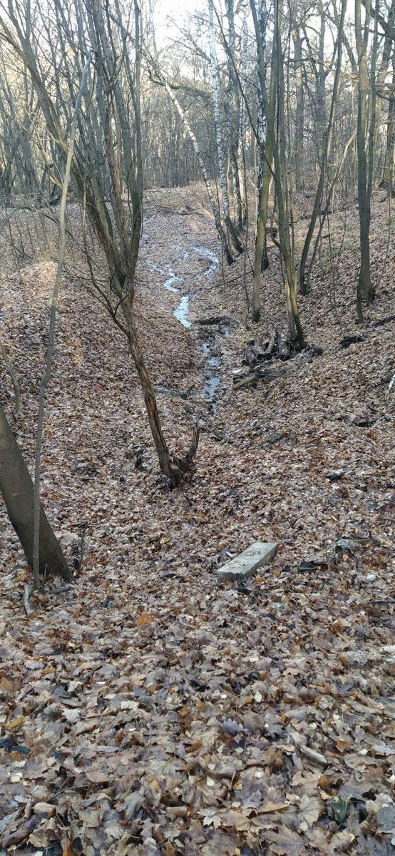 лесной ручей