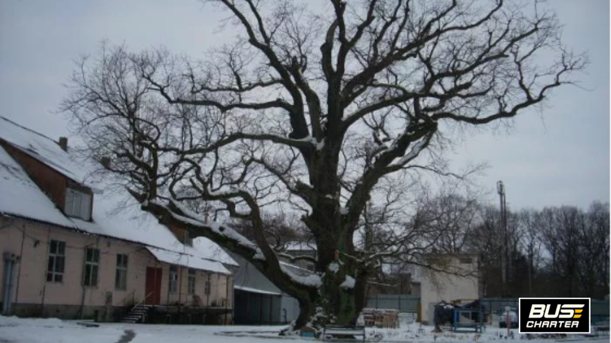 Тур выходного дня из Москвы, Автобусный тур выходного дня. Фото взято из Интернета