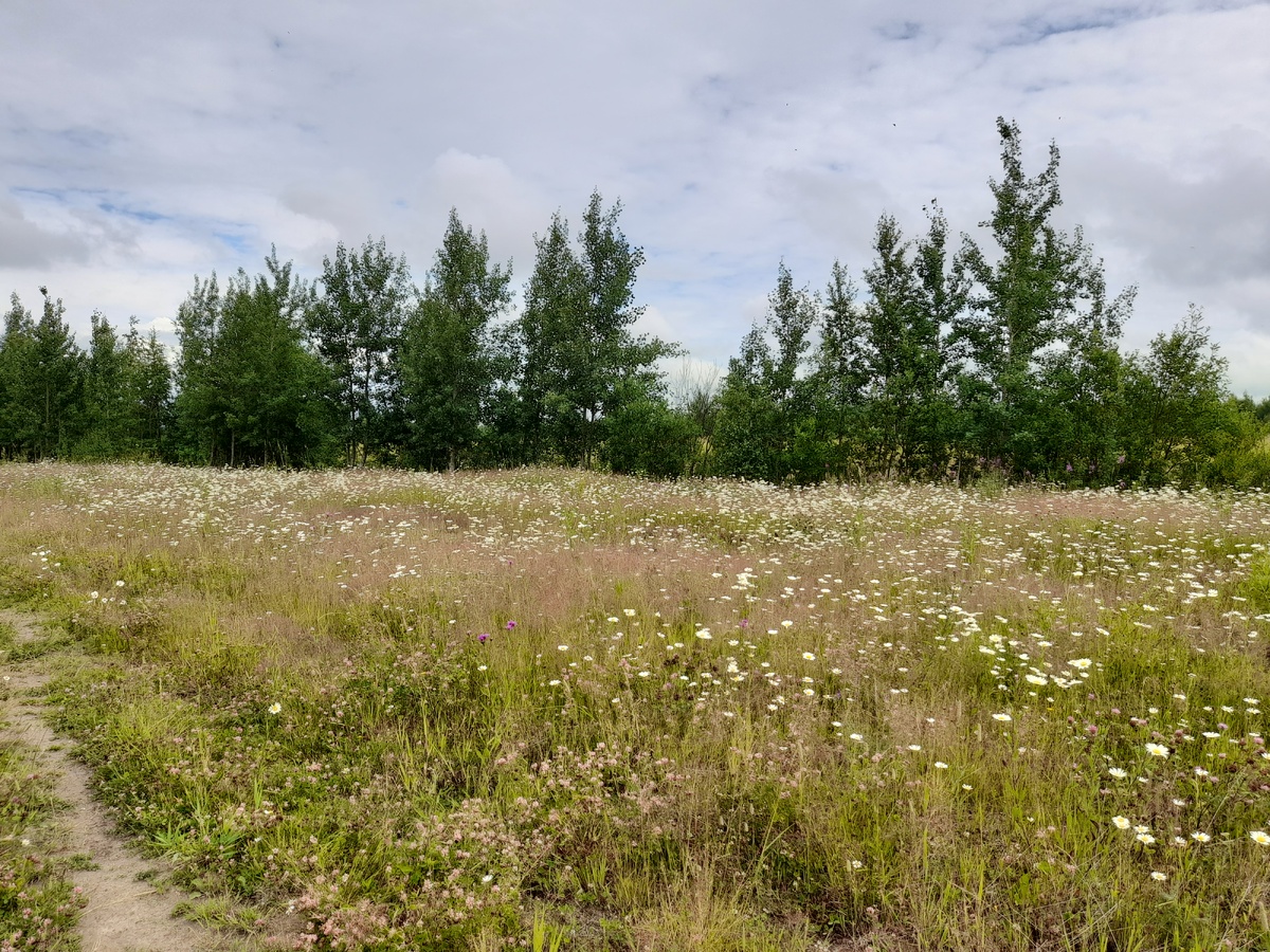 Окрестности Охты. фото автора