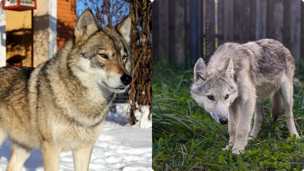 Волкособы: фото