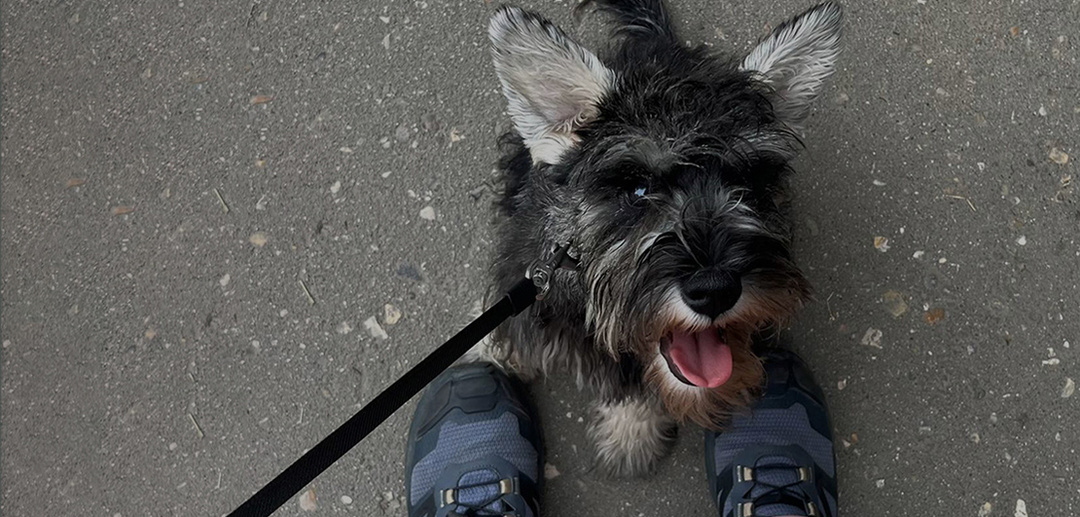 Собаки и психологическое благополучие