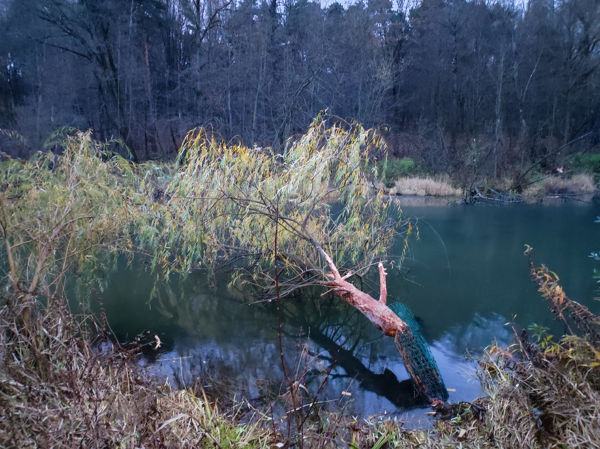 Все фото сделаны мной 3 ноября 2025 г.