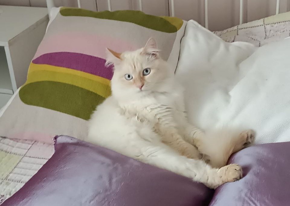 На шёлковых подушках ему самое место! 