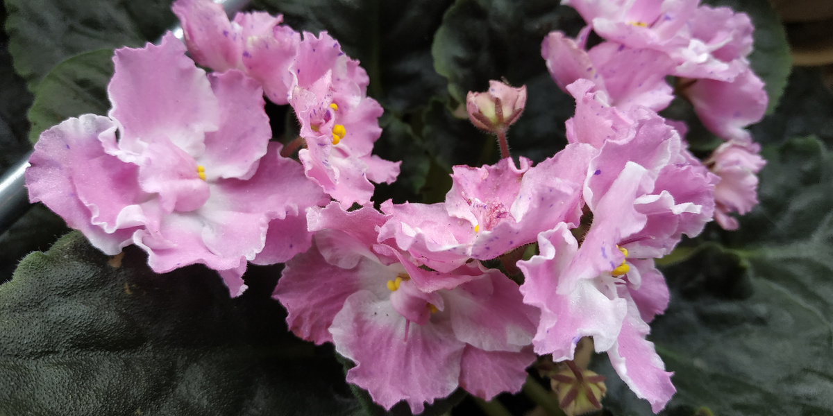 Материнское растение, с которого был взят лист