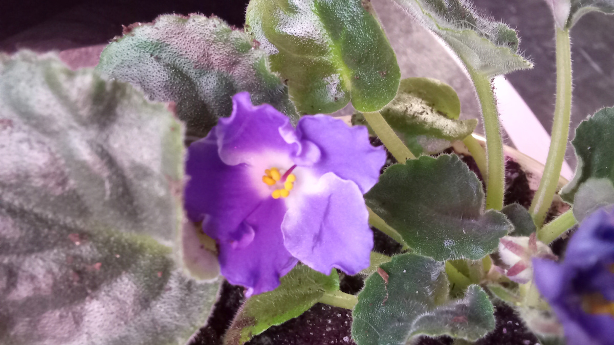 В нежности и простоте цветка тоже есть очарование