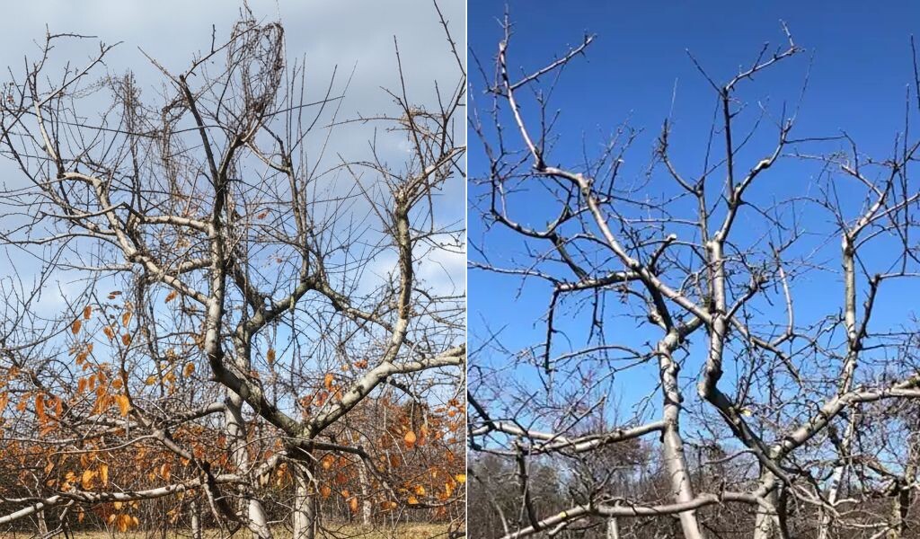 Осенью лучше проводить только санитарную обрезку: удалять только сухие, больные и поврежденные ветви