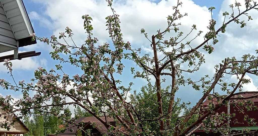 Обрезка яблони с понижением кроны — секреты успеха и скрытые риски, о которых вы не знали