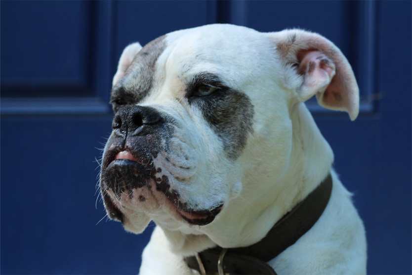 Чистокровный алапахский бульдог
 Фото: Kelly Swan / Flickr