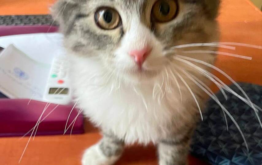 ❗ДОМА❗Очень ласковые и ручные котята в добрые руки.