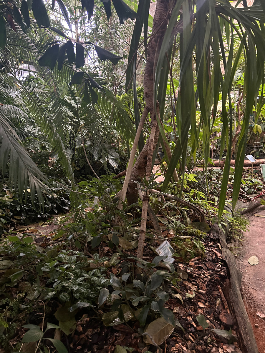 Дерево на ходулях, или воздушных корнях. Говорят, благодаря им, может расти даже у жерла потухших вулканов. А еще оно убегает из воды во время прилива и возвращается обратно во время отлива. Вообщем реально ходячее дерево.