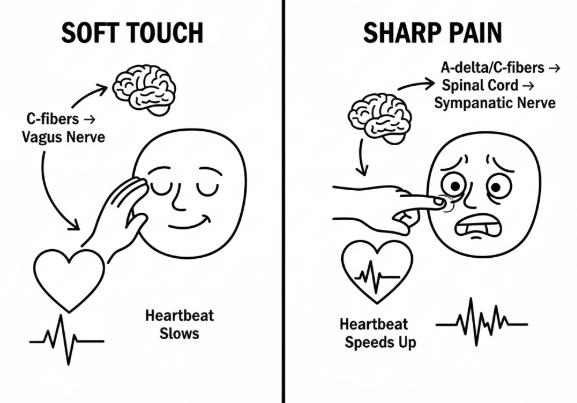 Одни прикосновения успокаивают нас, другие - тревожат.