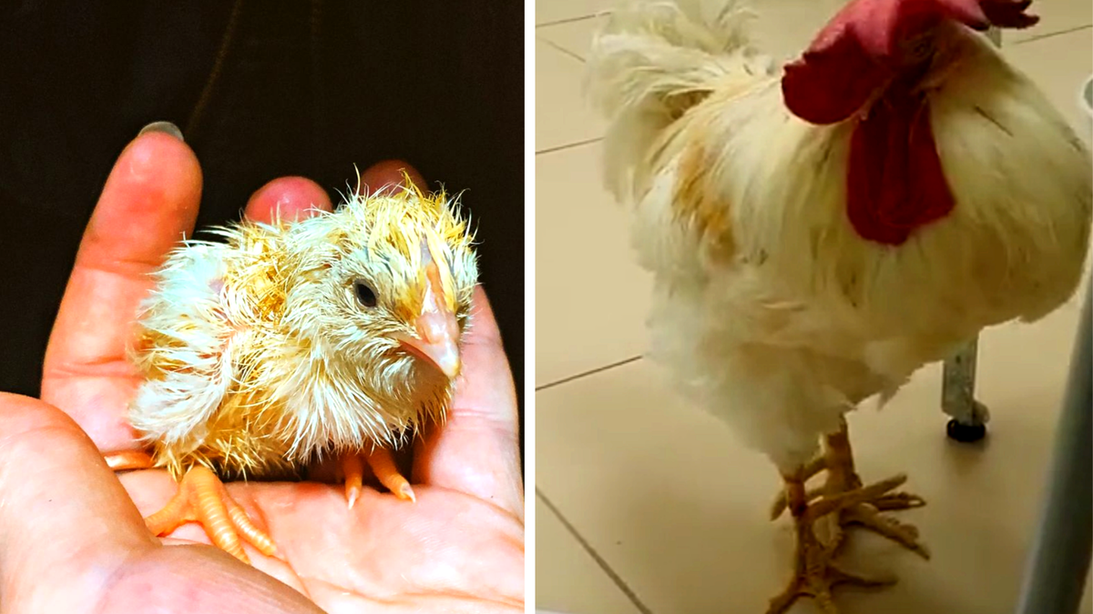 Из суточных цыплят, петухи превратились в "птиц" в самом расцвете сил!