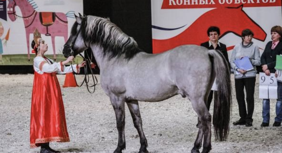 Вятская порода лошадей