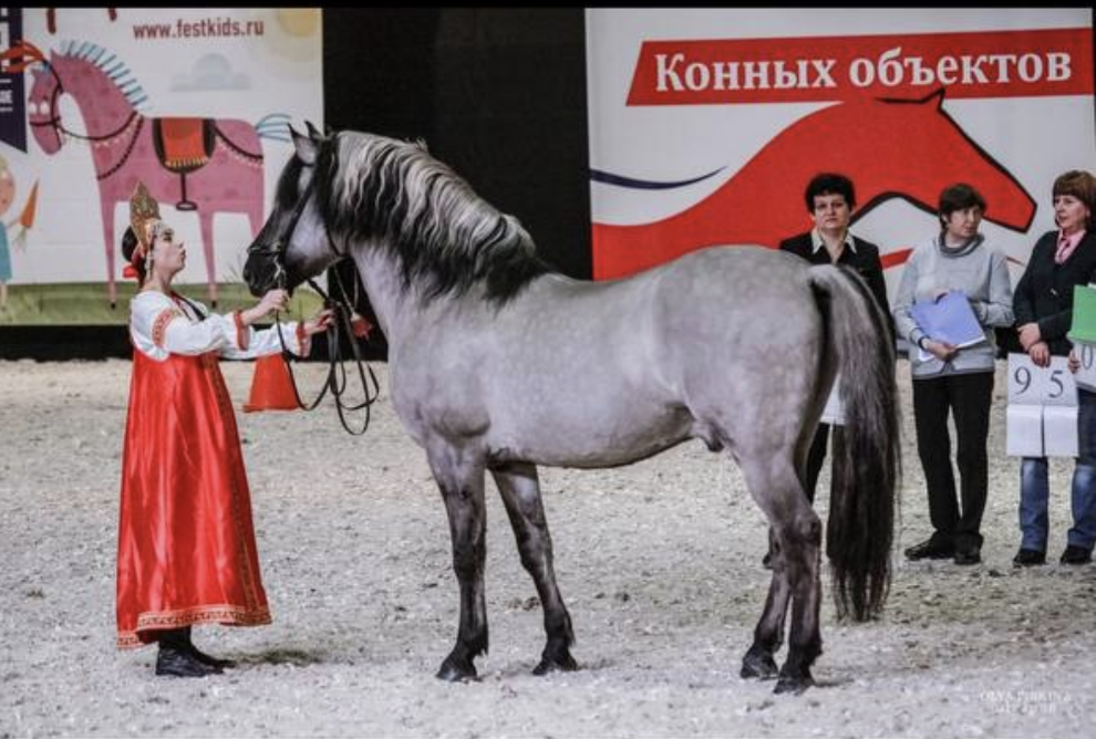 Полина Сафонова и вятский жеребец Благовест. 