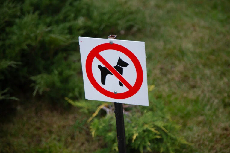    Фото: Общественная Служба Новостей Цецен Дораев