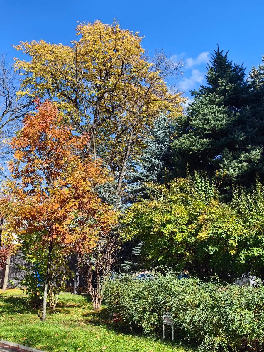 31 октября в парке им.К.Хетагурова