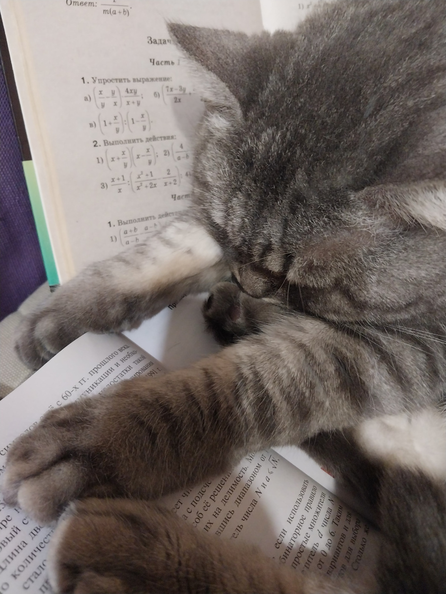 Это мой кот Лаки. Он считает, что на математике снятся отличные сны!