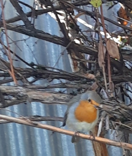 М А Л И Н О В К А