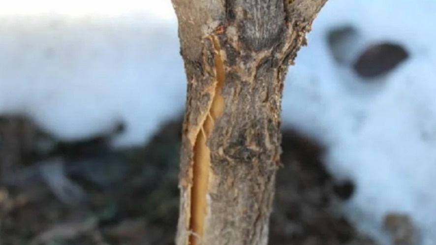 Результат неправильной обрезки - кора лопается от морозов