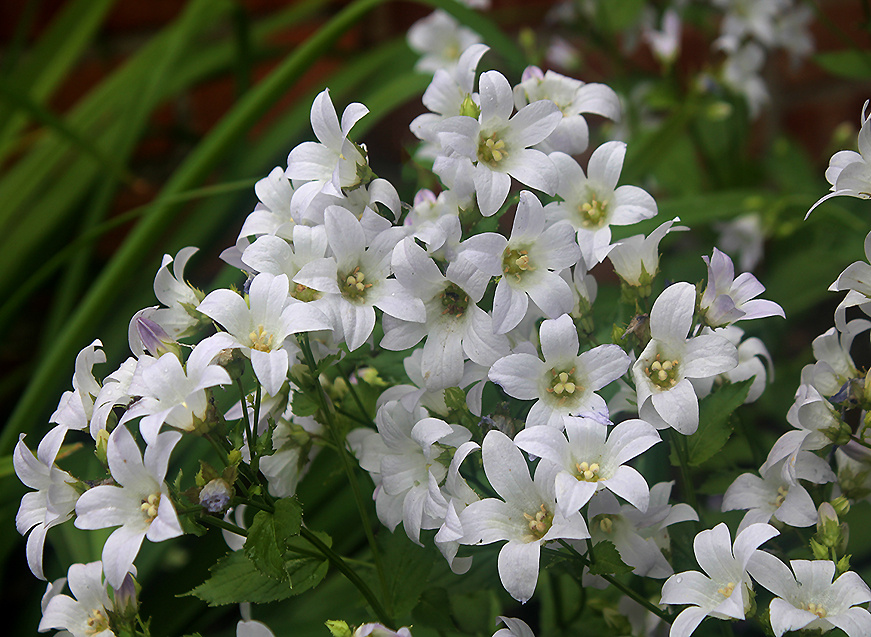 молочноцветковый колокольчик белый