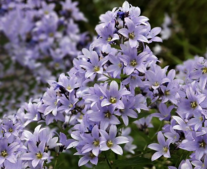 молочноцветковый колокольчик сиреневый