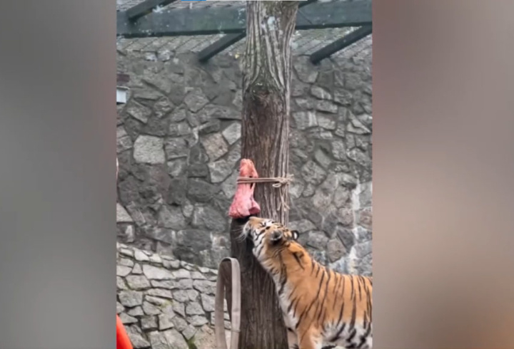 фото: t.me/lenzoopark