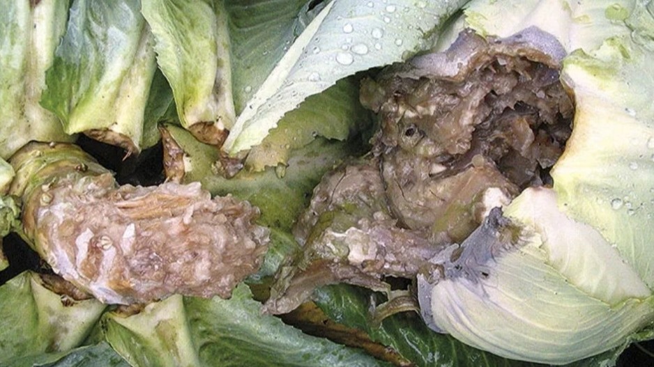 Результат выращивания на кислой почве - гниющие корни губят урожай