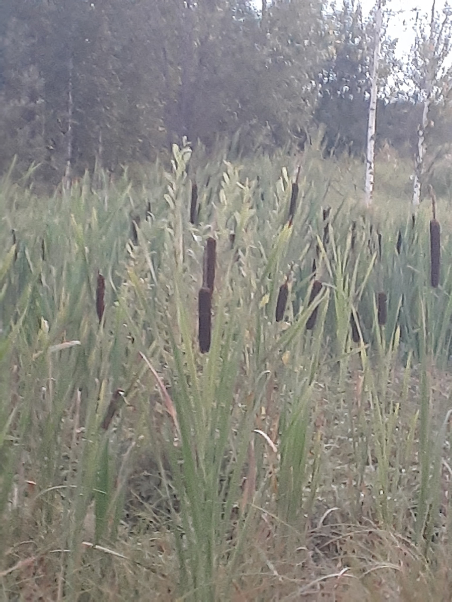 Лето,у дома.Личное.