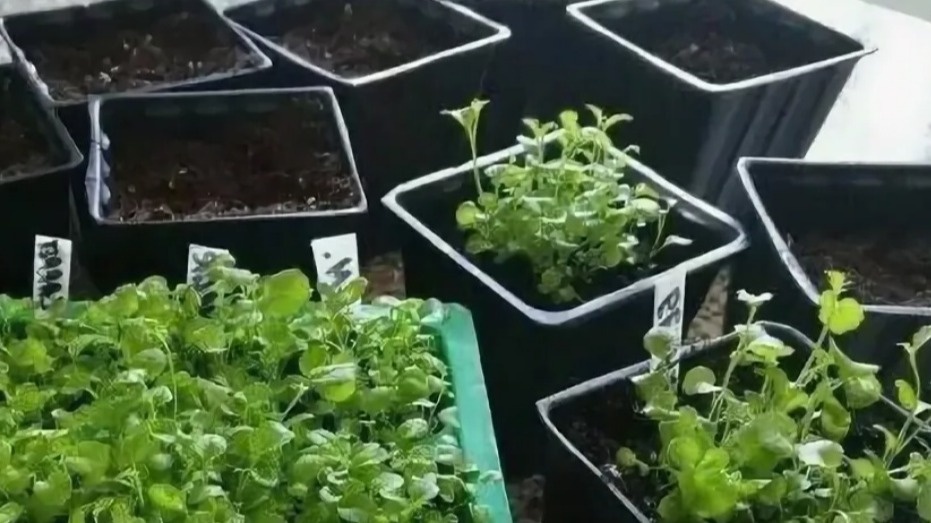 Тестирую 4 способа выращивания рассады лобелии одновременно