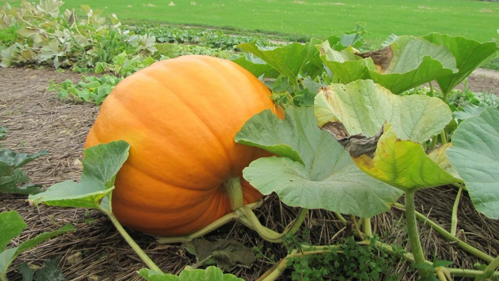 Последняя тыква