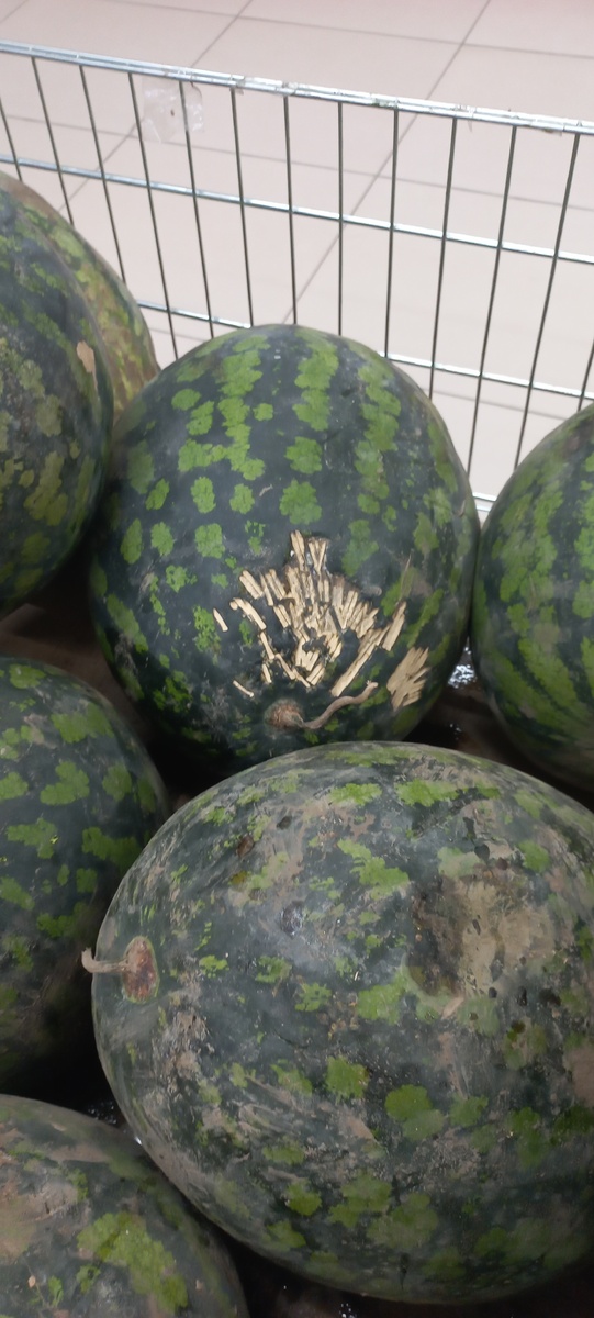 Закусанные арбузы лишь по одному на выкладке