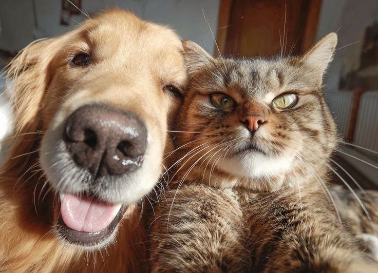 Кот и пёс: смешные истории с хвостатыми в 15 фотографиях. Часть 1