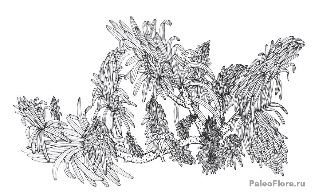 Реконструкция листьев и ветвей Кордаитов. Cordaixylon dumusum. (From Rothwell and Warner, 1984.)
