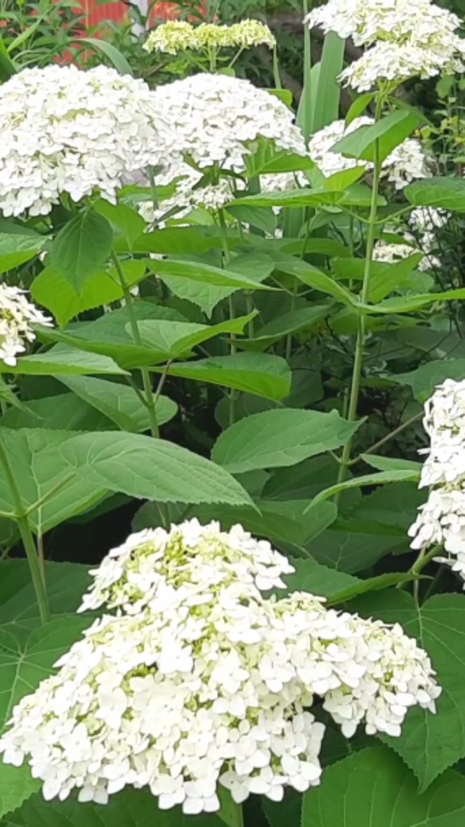 Древовидная гортензия Анабель.